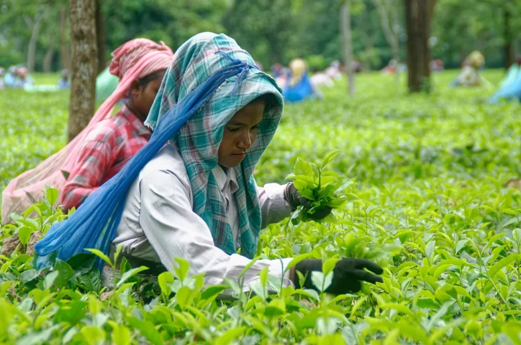 A stunning sunrise view of the Darjeeling Toy Train steam engine winding through lush green tea gardens with local women plucking tea, backdropped by the snow-capped Mount Kanchenjunga.
